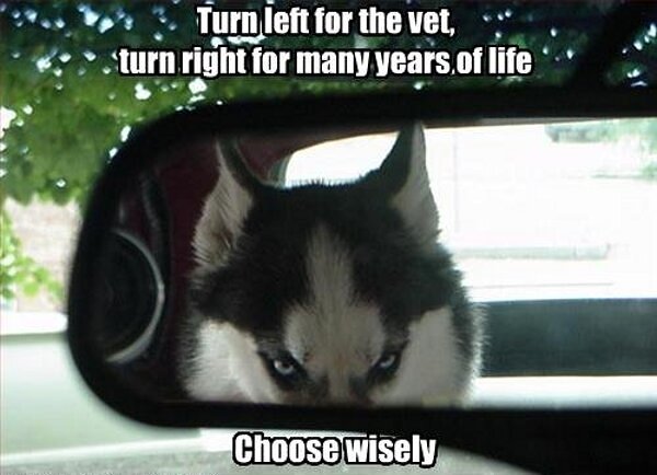 A reflection or an angry Husky in the rearview mirror photo with a text - Turn left for vet, turn right for many years of life. Choose wisely.