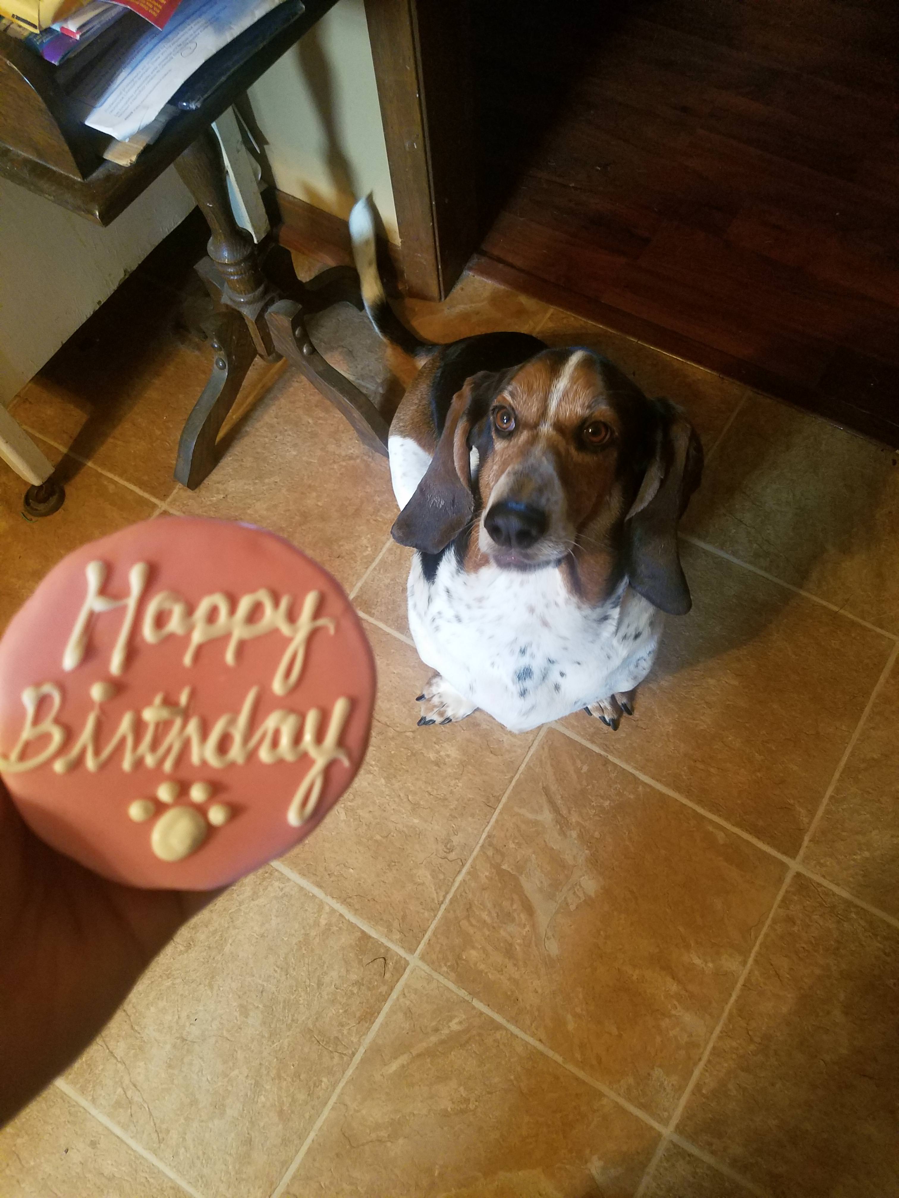 Basset Hound on the floor while looking at his owner whos is holding a treat with the words 