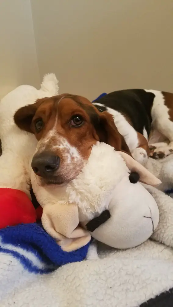 Basset Hound puppy with its adorable face resting on top of a lamb stuffed toy