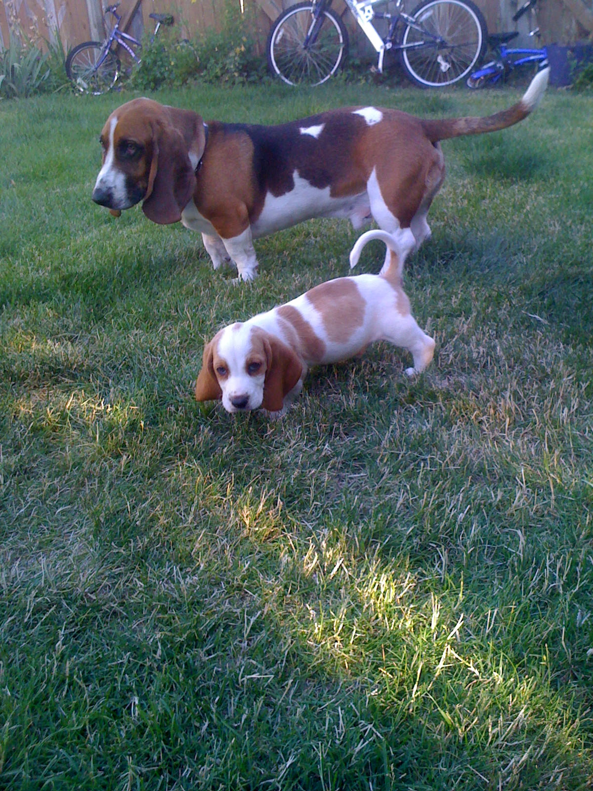 adult and puppy Basset Hounds walking in the yard