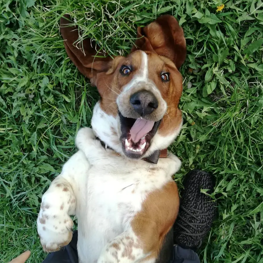 happy Basset Hound lying on its back in the grass in between his owner's feet