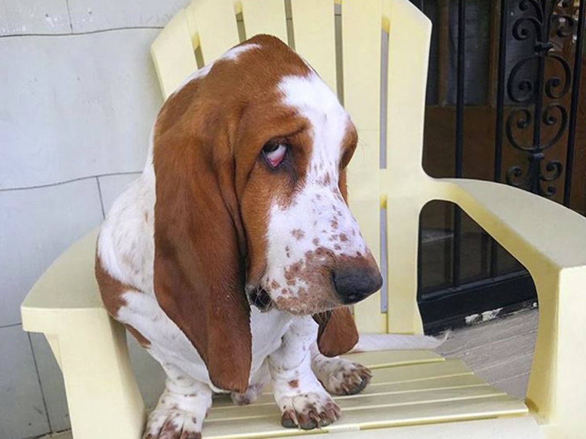 Basset Hound on top of a plastic chair while looking sideways with its sad face