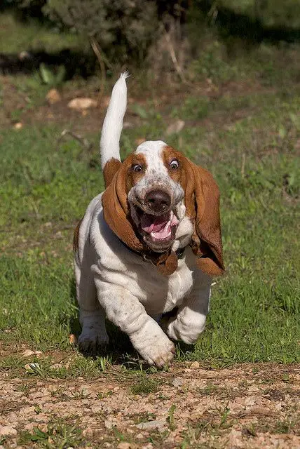 running Basset Hound with its excited expression