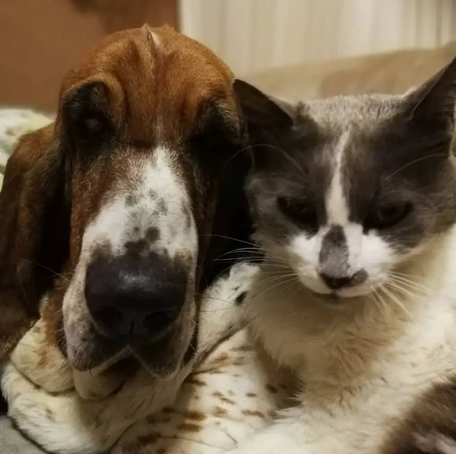 Basset Hound lying down with a cat beside him