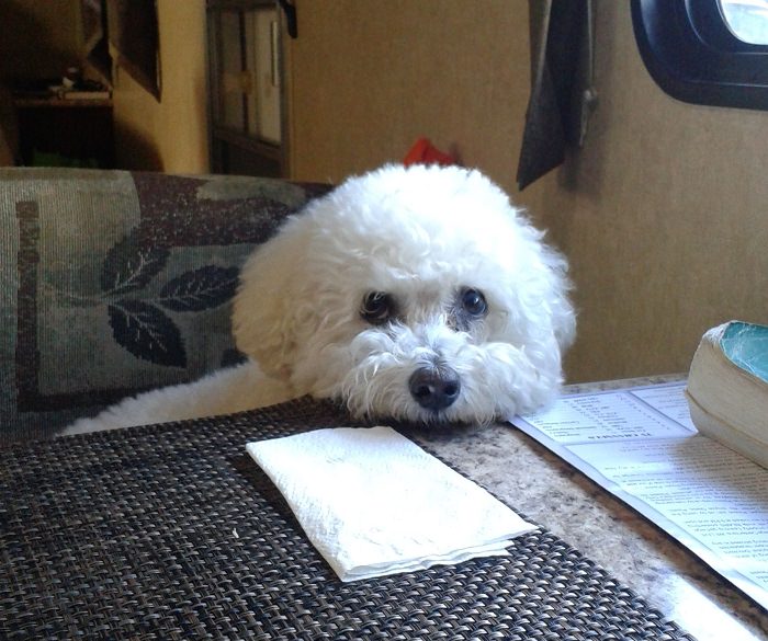 Bichon Frise face on the table staring at its owner