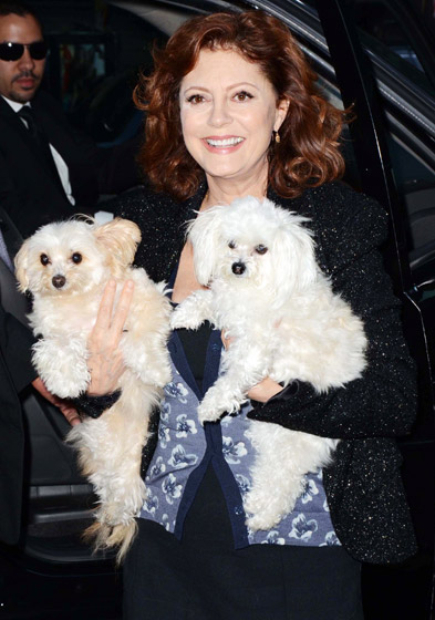 Susan Sarandon getting out from the car while carrying her two Bichon Frises