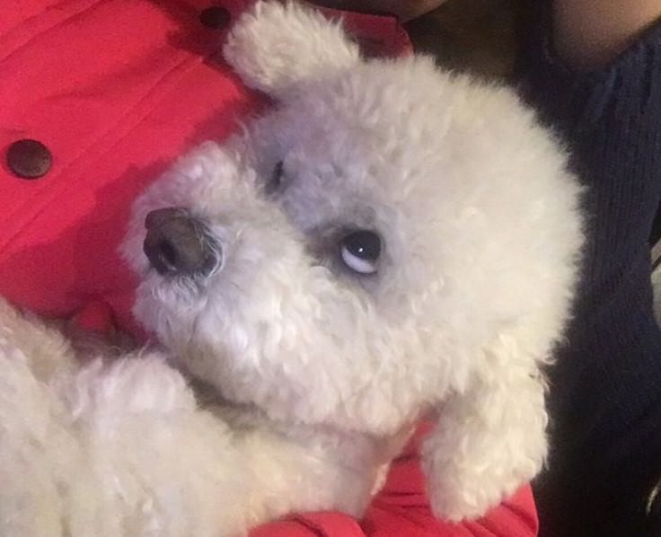 white bichon frise looking at his owner while she is carrying her