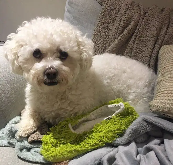 Bichon Frise sitting in the couch with guilty face