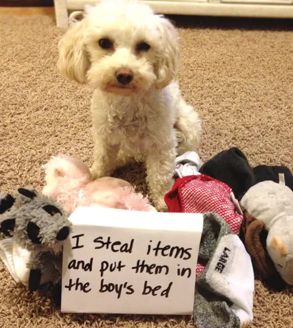 Bichon Frise and its toys on the floor with a sign 