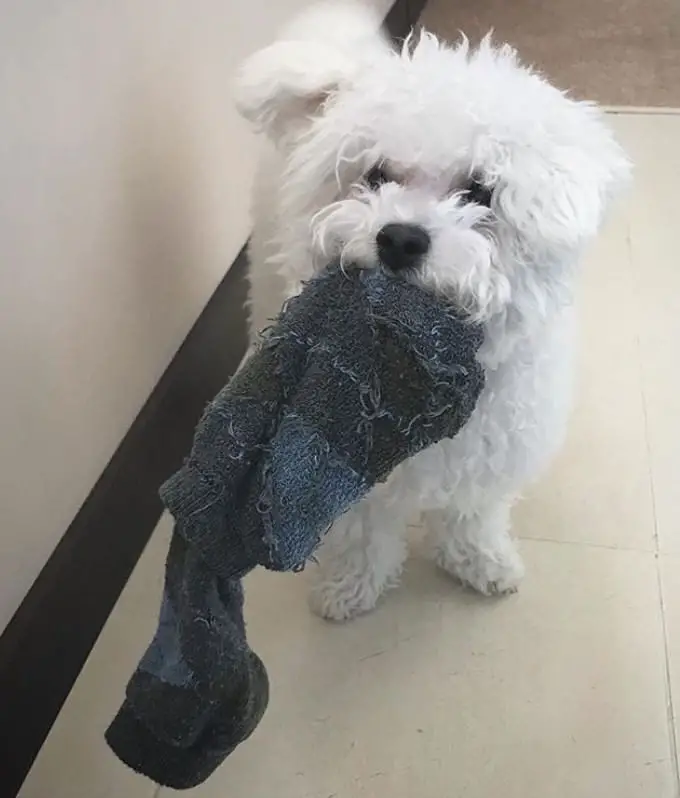 Sitting Bichon Frises with socks on its mouth