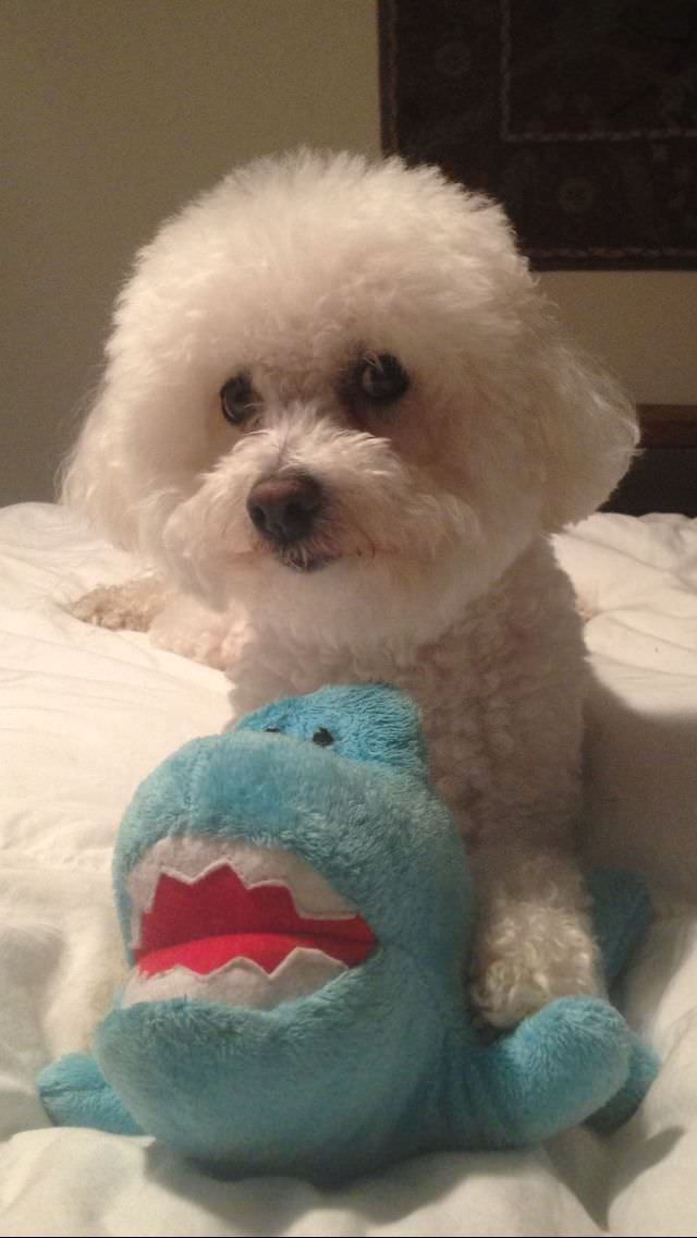 Bichon Frise with its shark toy