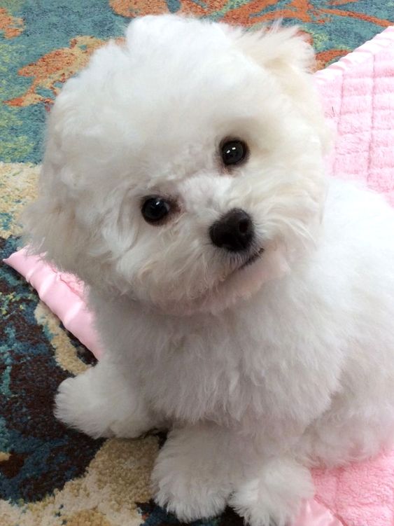 cute Bichon Frise puppy tilting its head