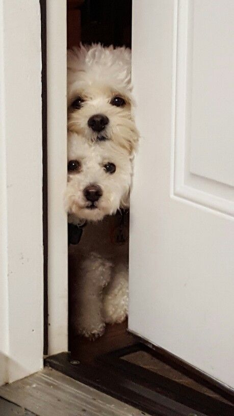 Bichon Frise peeking from the slightly opened door