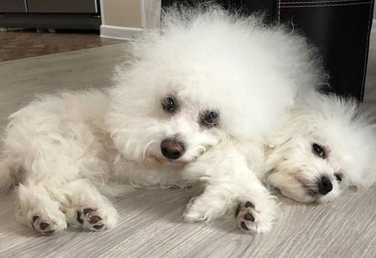 white Bichon Frise with crazy hair