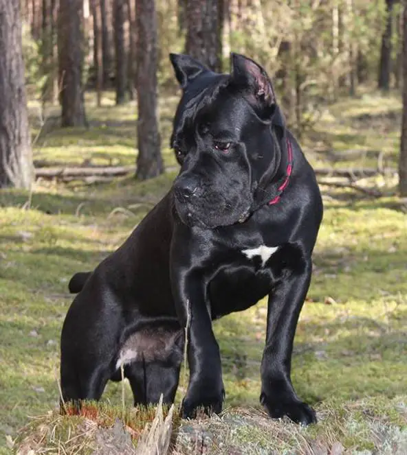 150 Big Black Dog Names The Paws