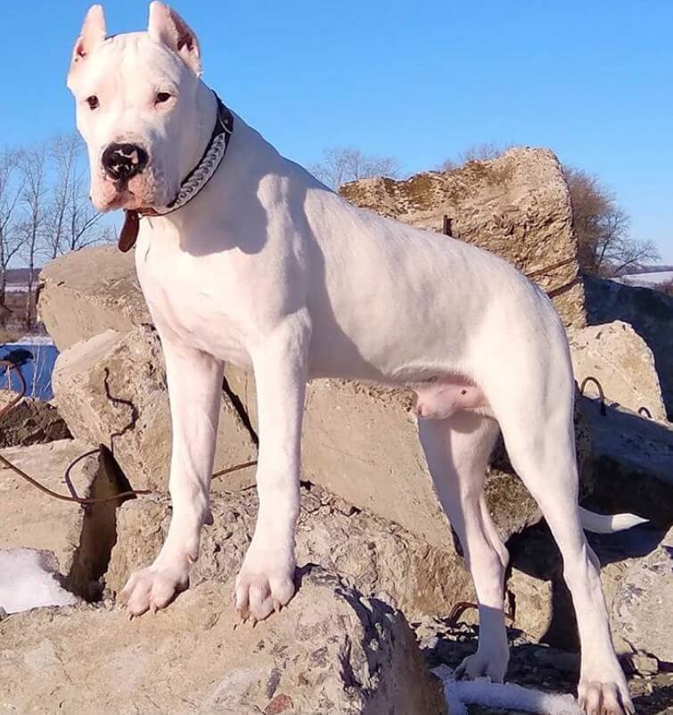 the big white dog