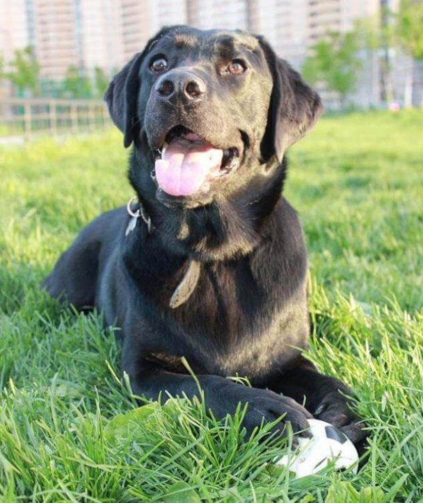 100 Male Black Lab Names The Paws