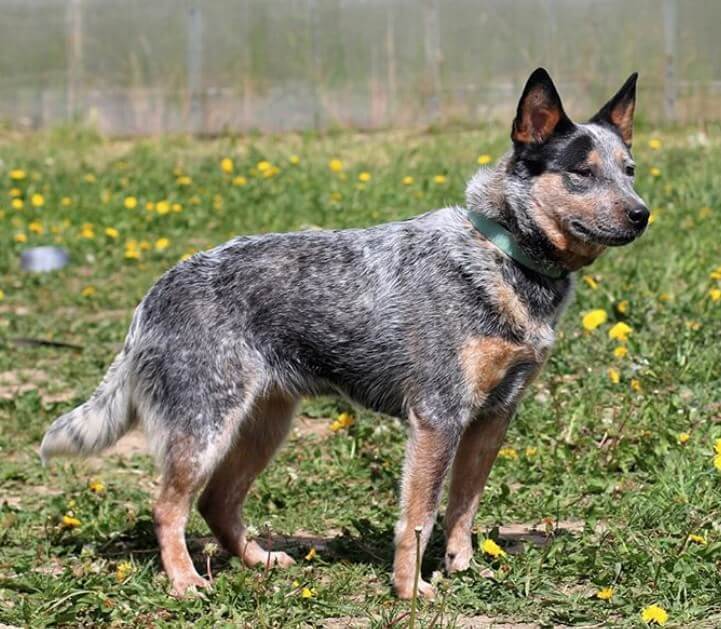 Female Blue Heeler Names.