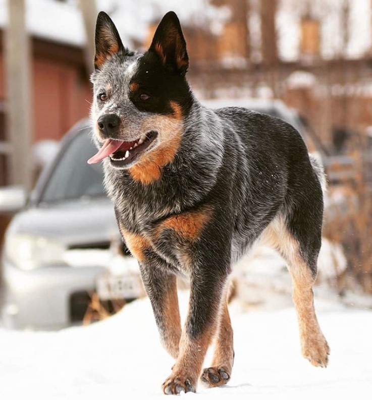 best blue heeler names