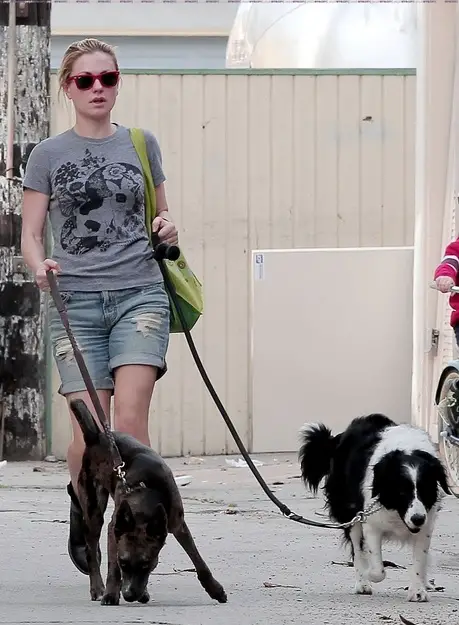 Anna Paquin walking her Border Collie dog