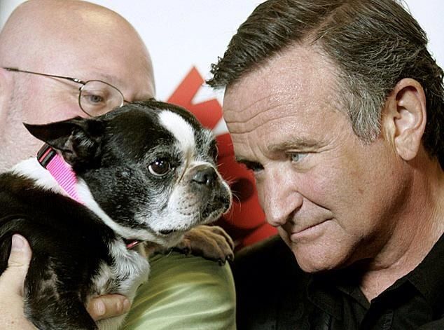 Robin Williams looking at his Boston Terrier