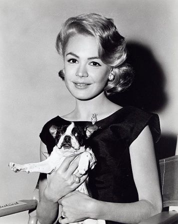 black and white photo of Sandra Dee holding her Boston Terrier dog in her lap