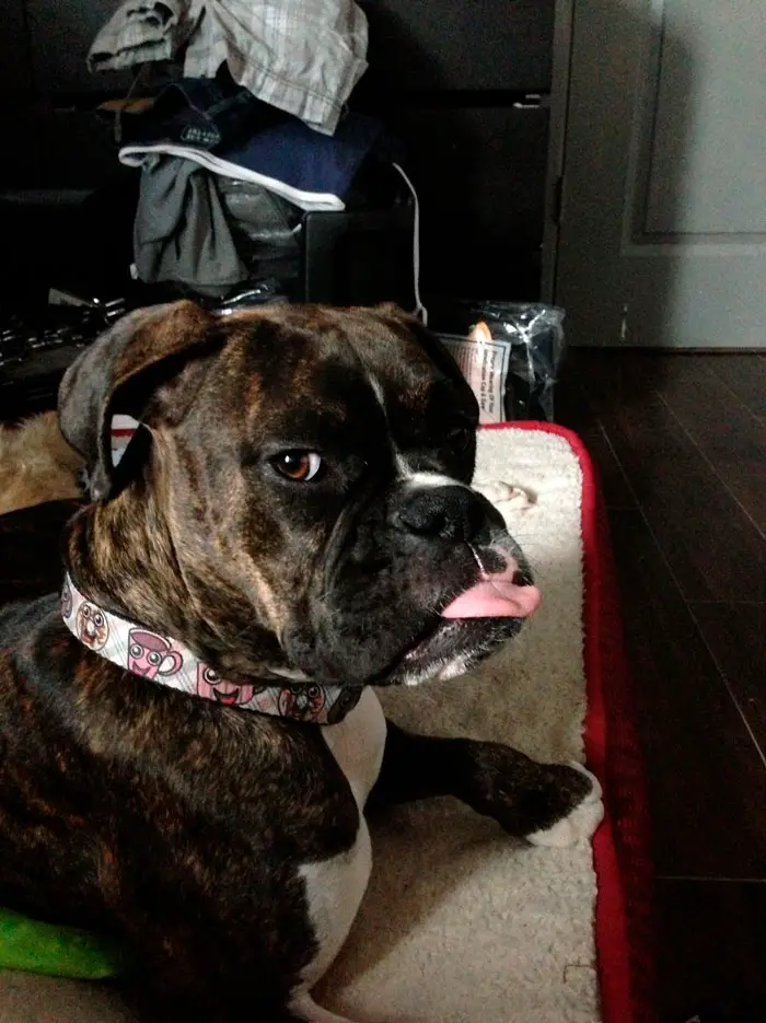 A Boxer Dog lying on its bed while sticking its tongue out