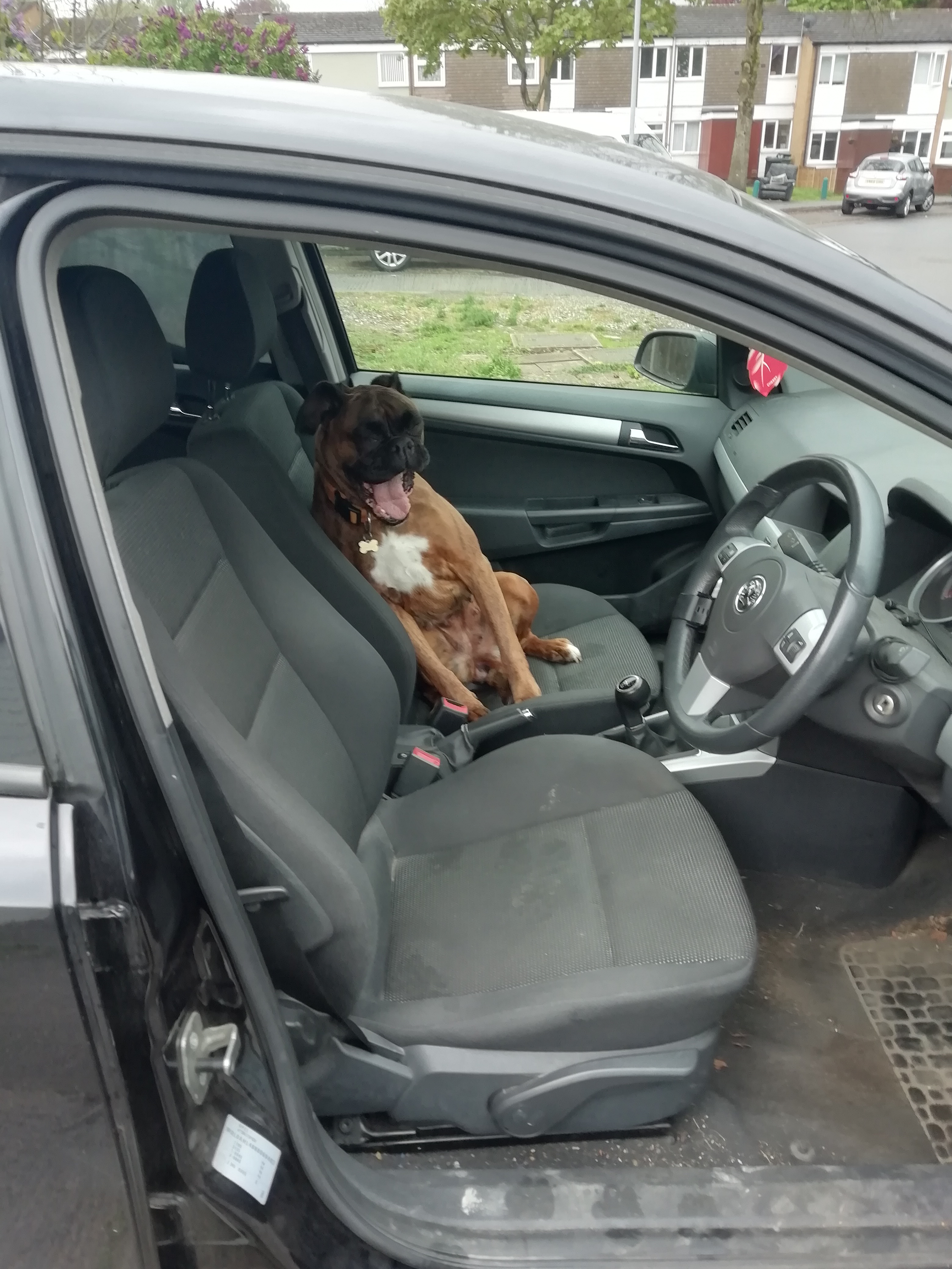 Boxer Dog sitting on the drivers seat while yawning