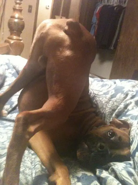 Boxer Dog on the bed with its butt raised while the rest if its body is pressed on the bed