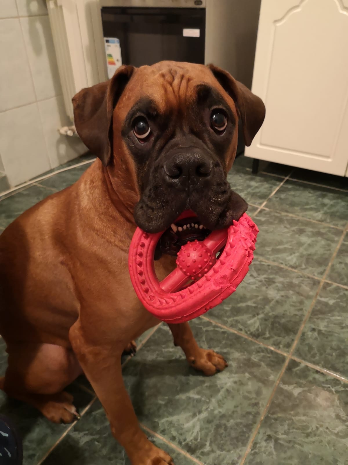 Boxer Dog sitting on the bathroom floor with a chew toy on its mouth