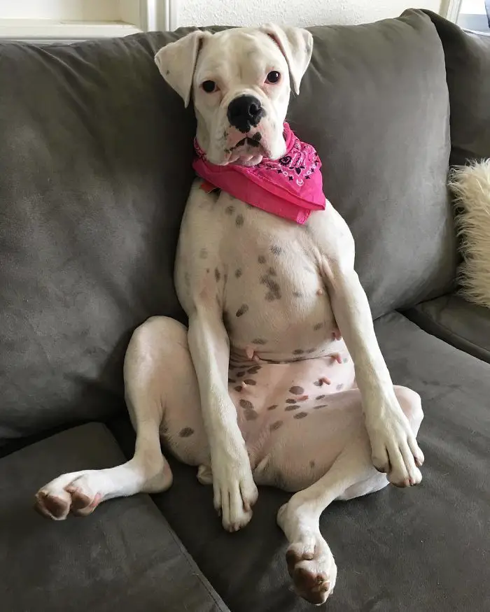 A Boxer Dog wearing a pink scarf when sitting on the couch