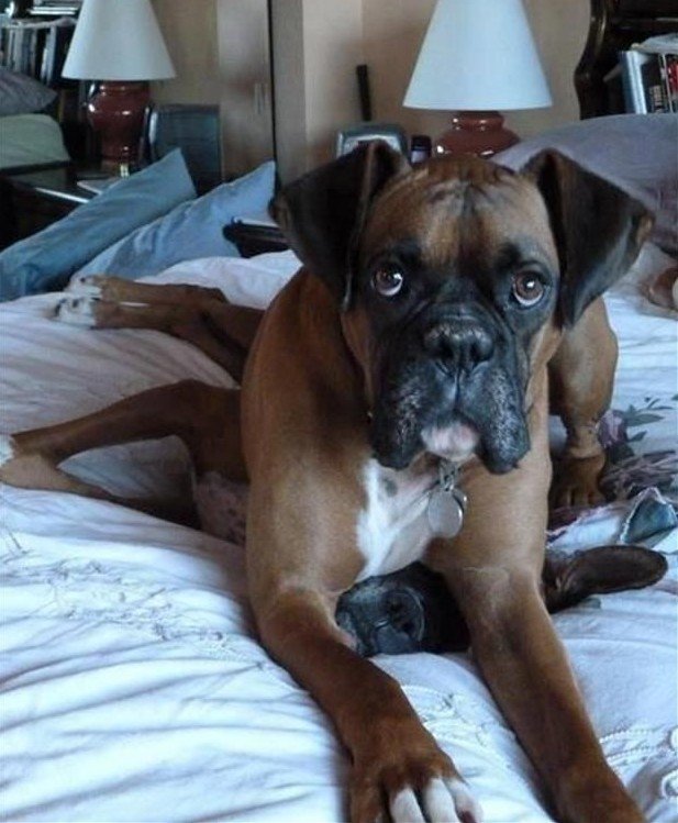 Boxer Dog lying on top of a Boxer Dog on the bed