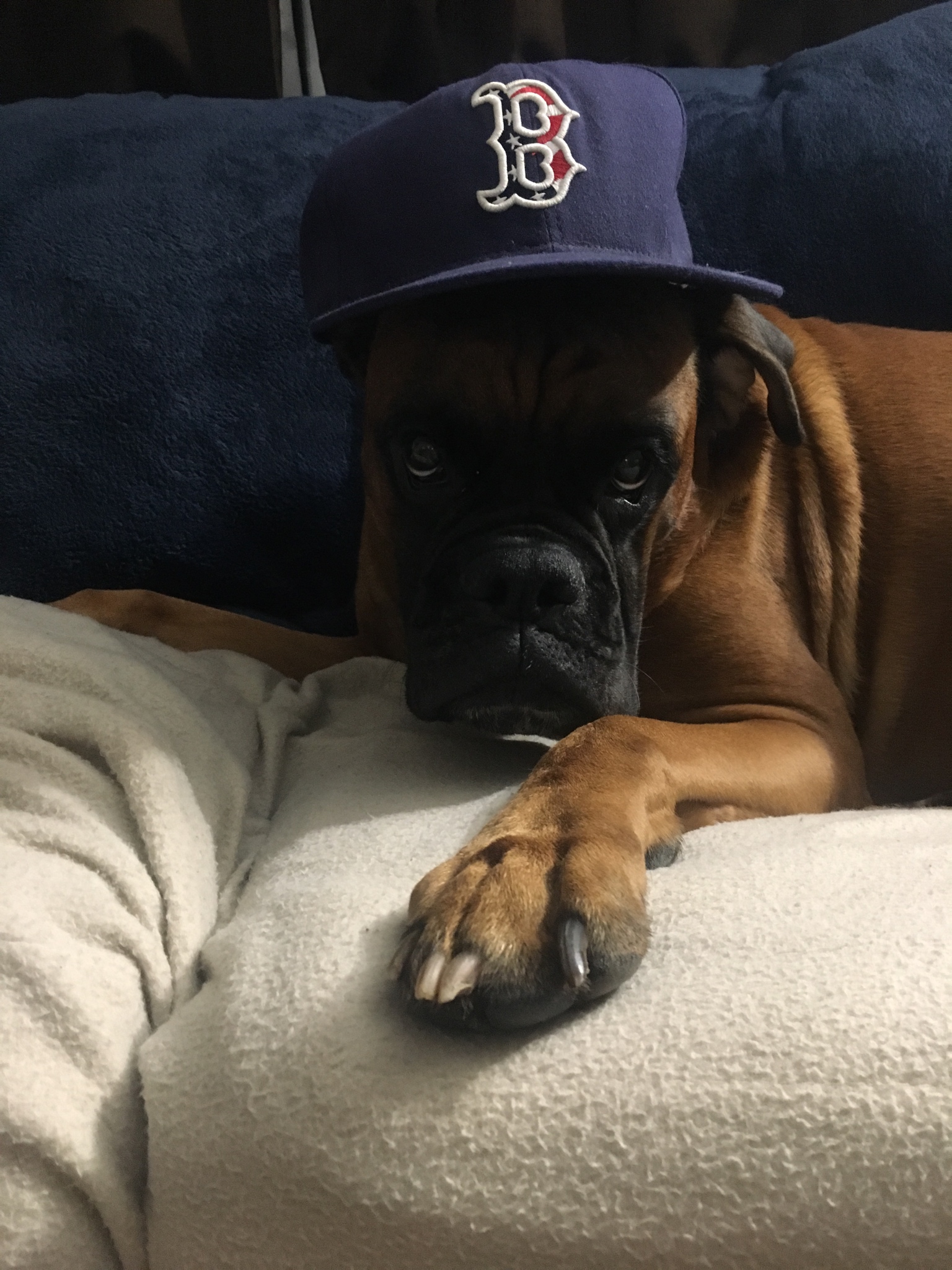 Boxer Dog wearing a hat while lying on the couch