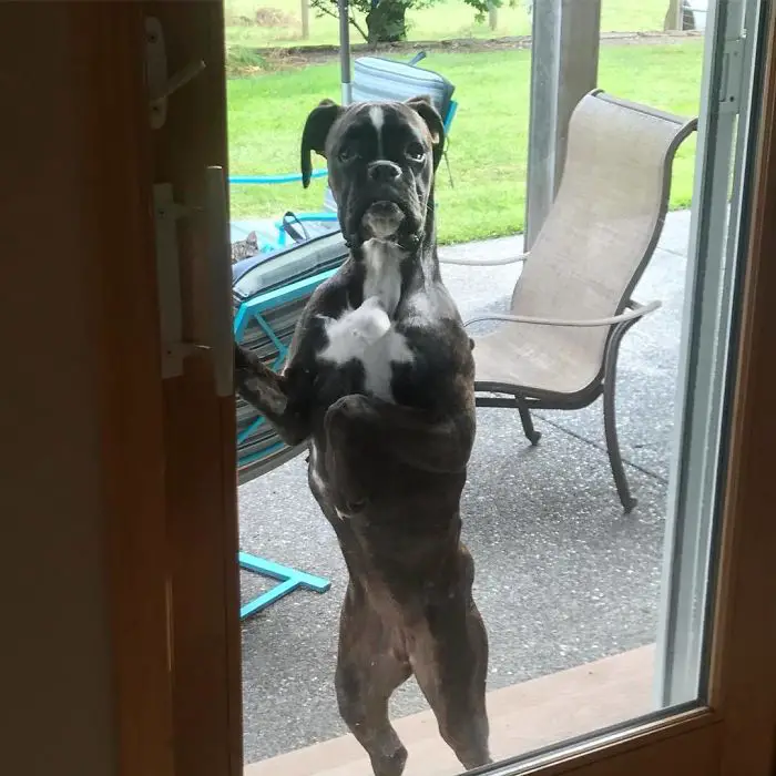 A Boxer Dog standing up leaning behind the glass door