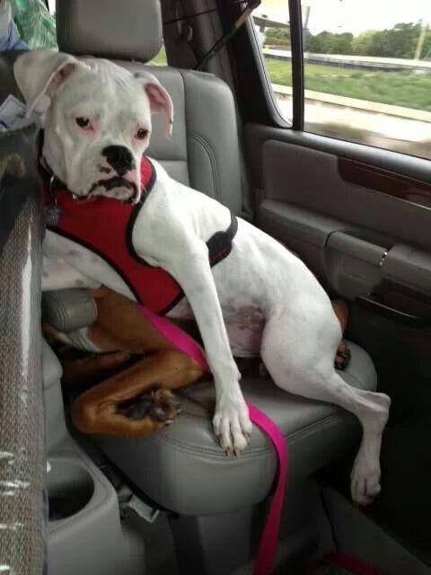 Boxer Dog sitting on top of a Boxer Dog inside the car