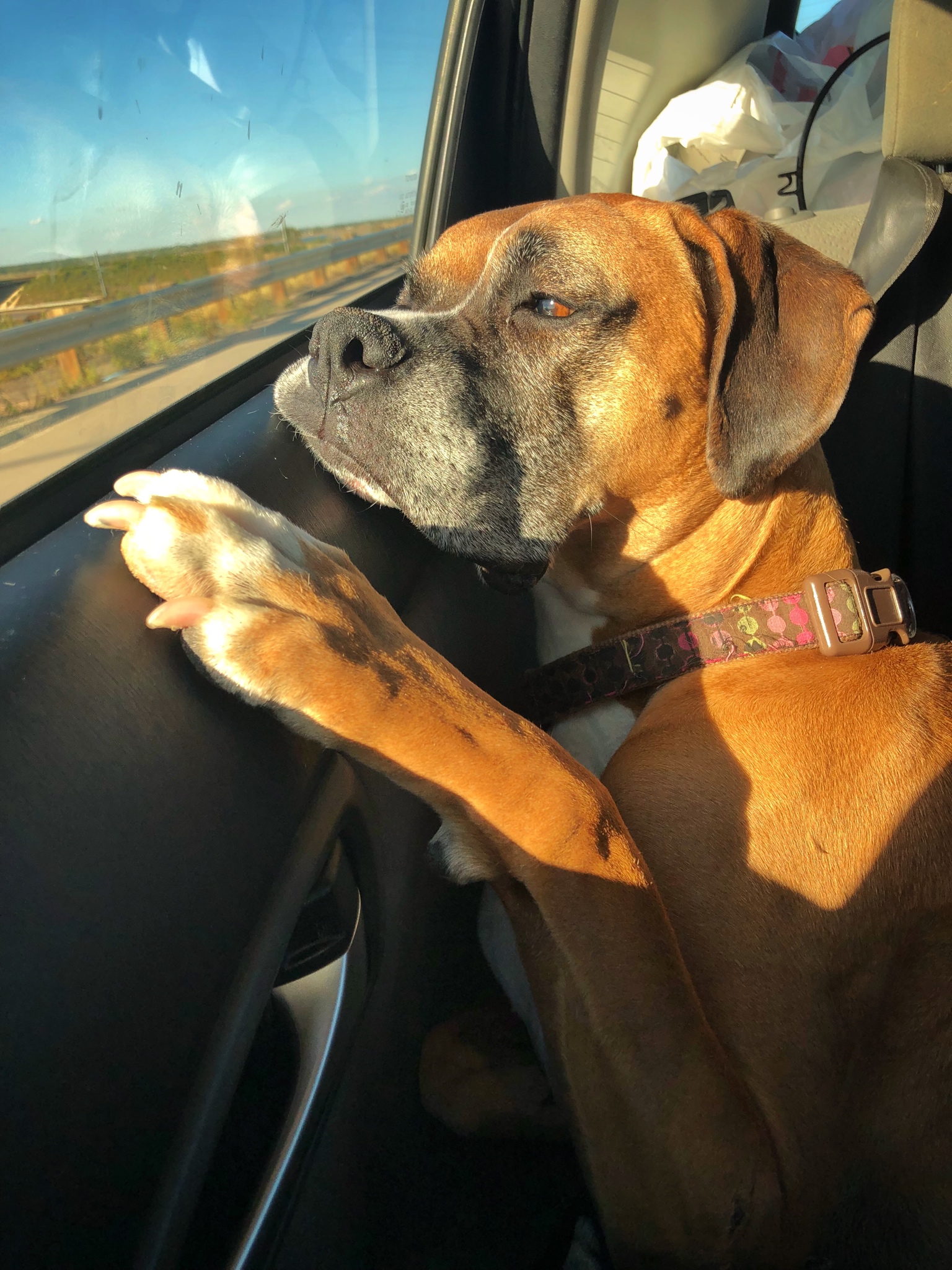 Boxer Dog looking out from the car window