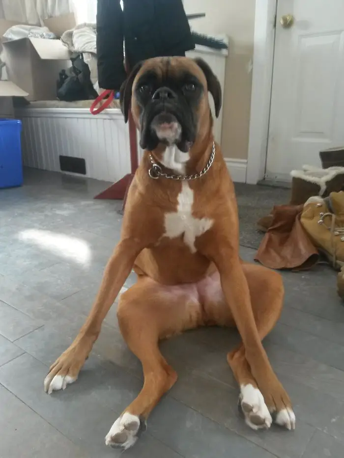 A Boxer Dog sitting on the floor like a man