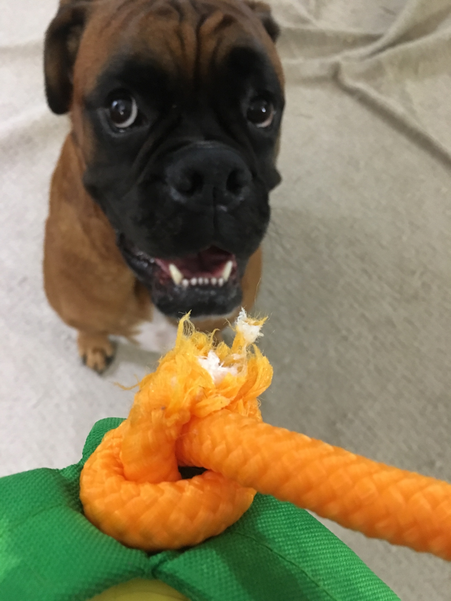 Boxer Dog with a guilty face in front of a torn rope