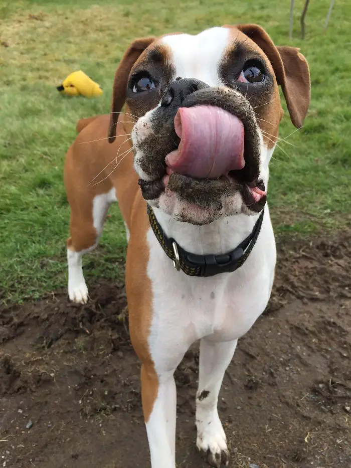 A Boxer Dog standing in the mud while licking its dirty mouth