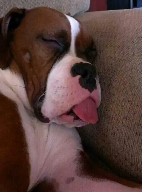 Boxer Dog sleeping on the couch with its tongue out