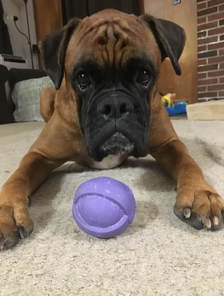 Boxer Dog lying on the floor with a toy in front