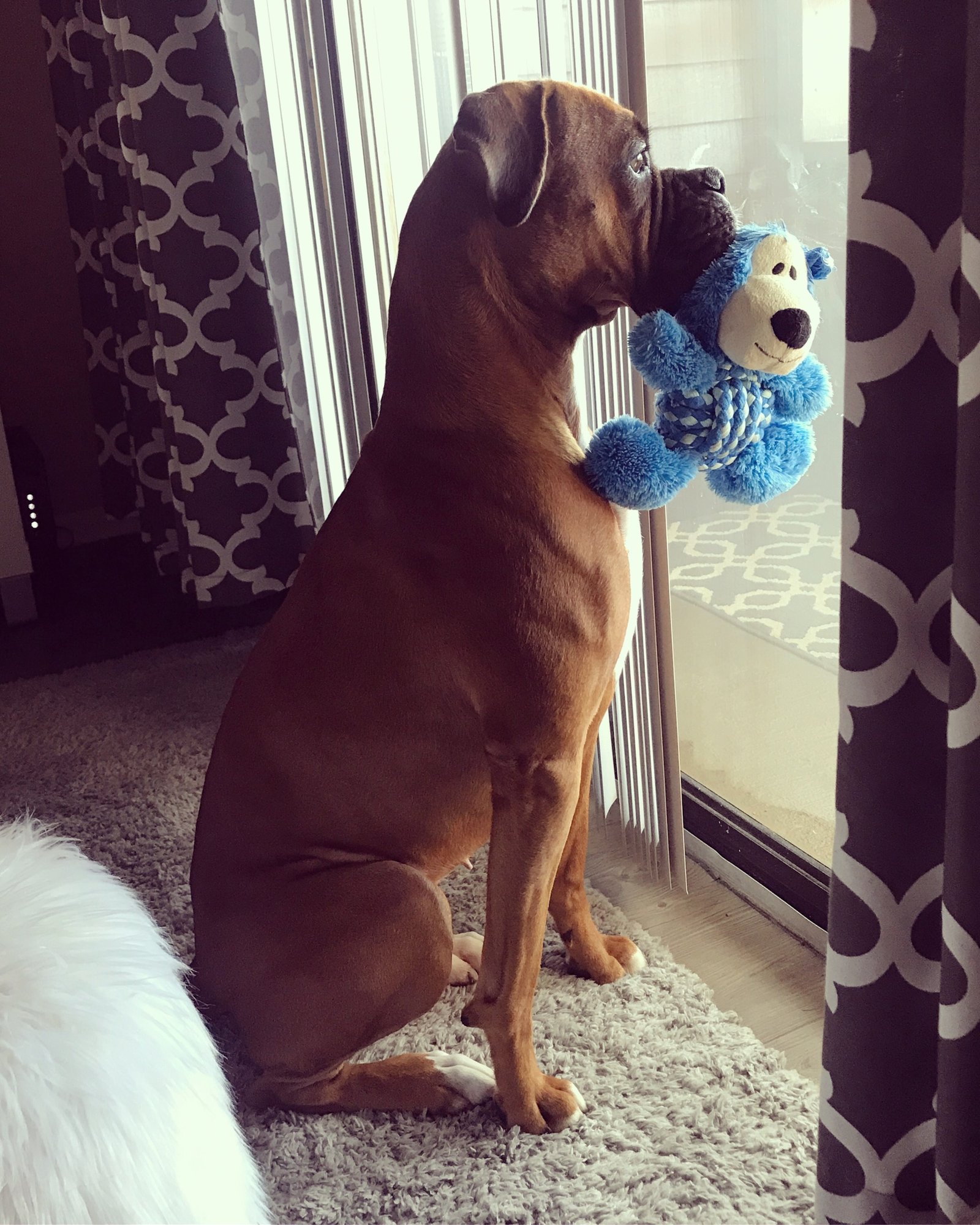 Boxer Dog sitting by the door with a stuffed toy on its mouth