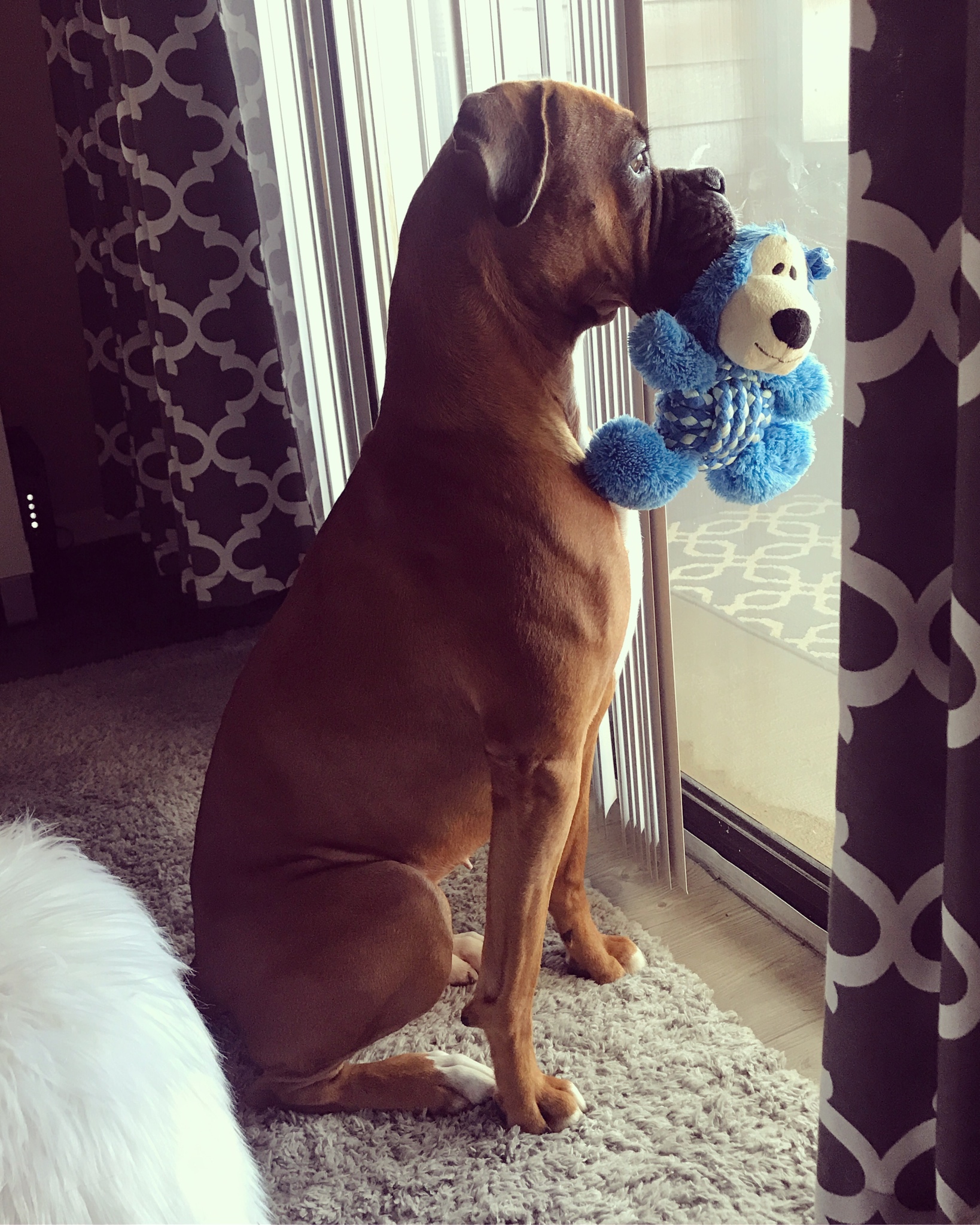 Boxer Dog sitting by the door with a stuffed toy on its mouth