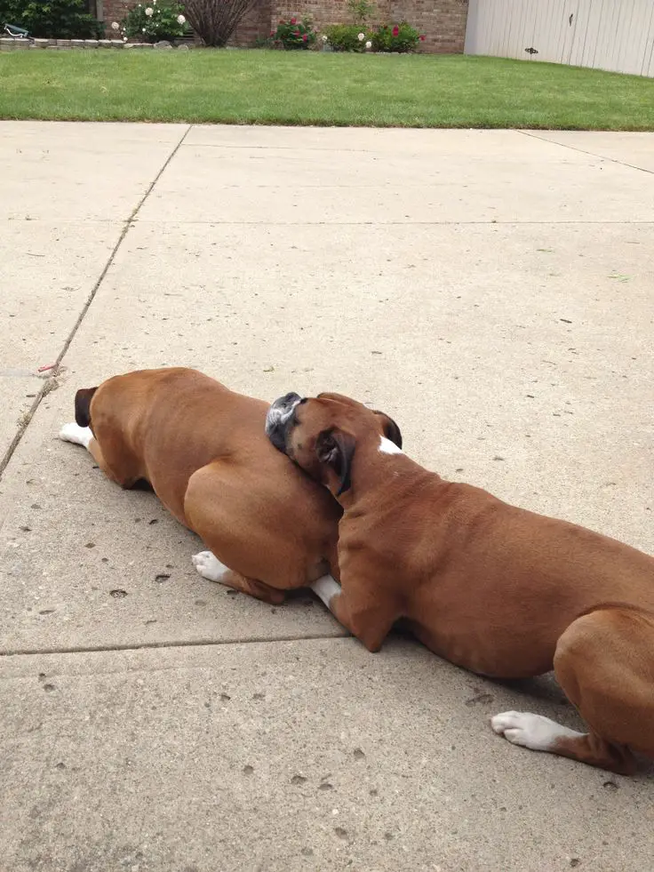 Boxer Dog resting its head on top of a Boxer Dog's butt