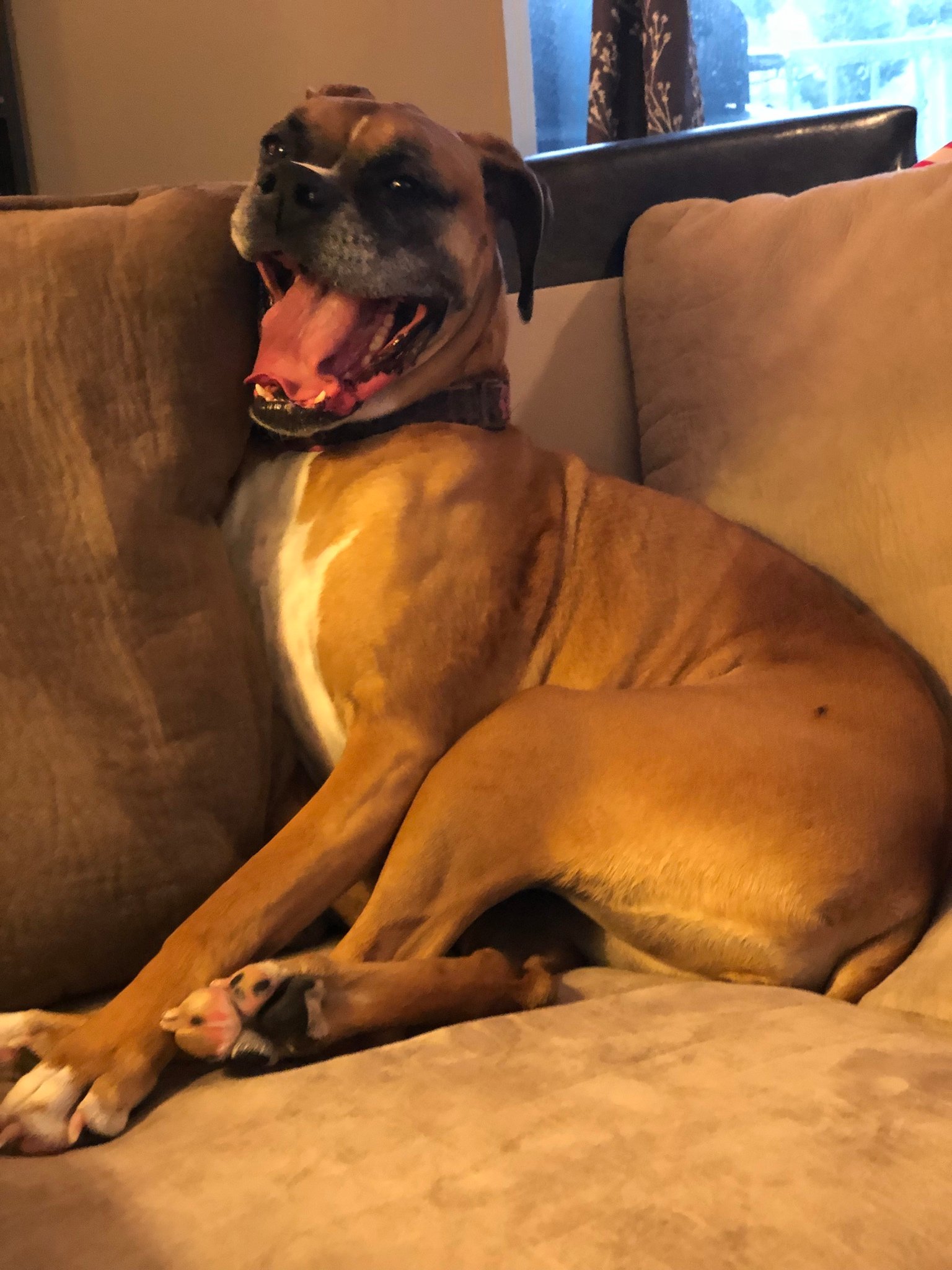 yawning Boxer Dog while sitting on the couch