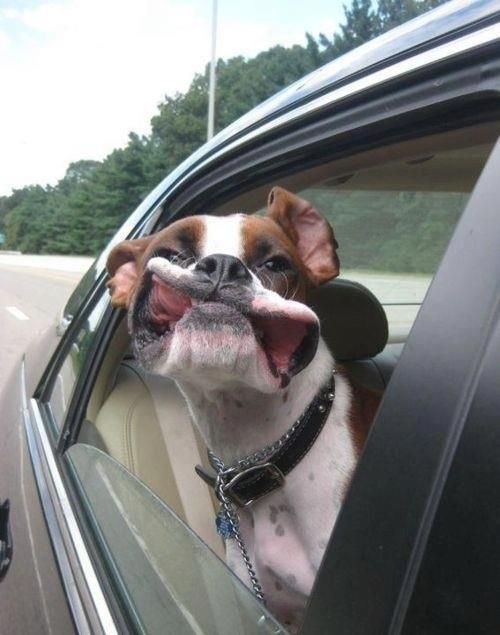 Boxer Dog in the window with its mouth stretched because of the wind
