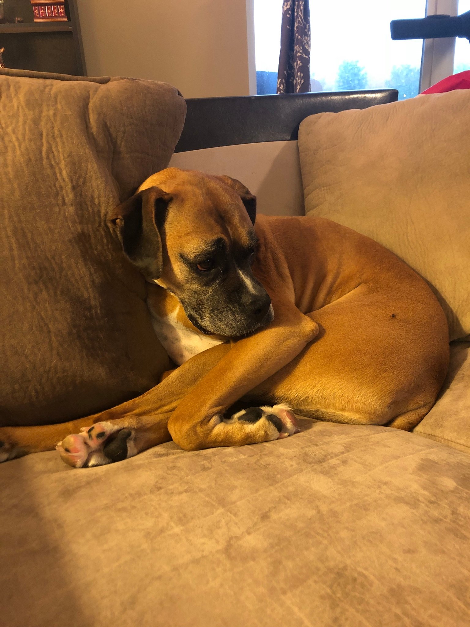 Boxer Dog sitting on the couch