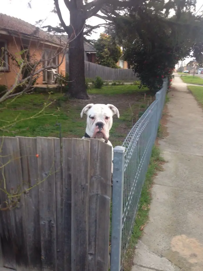 A Boxer Dog standing behind the fence with its serious face