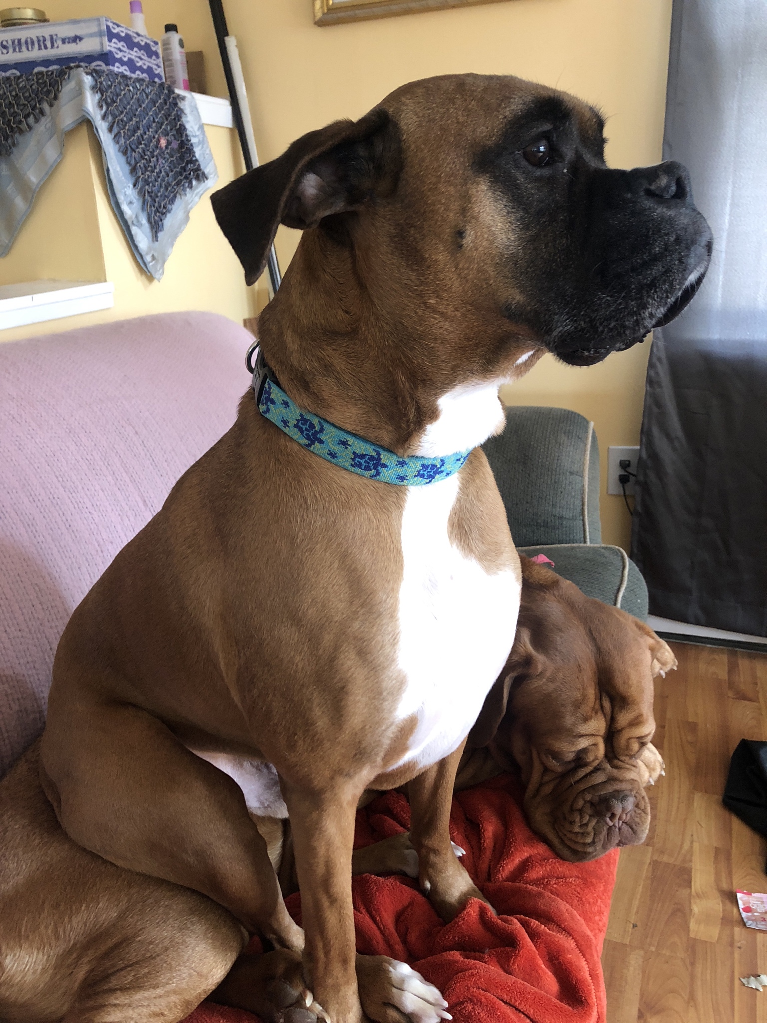 Boxer Dog dog sitting on top of another boxer dog