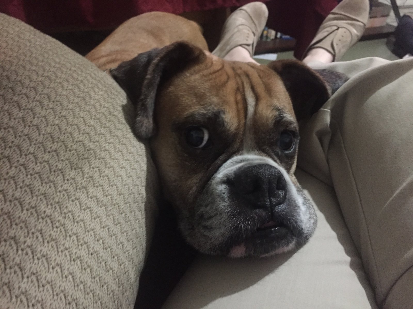 Boxer Dog dog with its face in between its owners legs and the pillow on the couch
